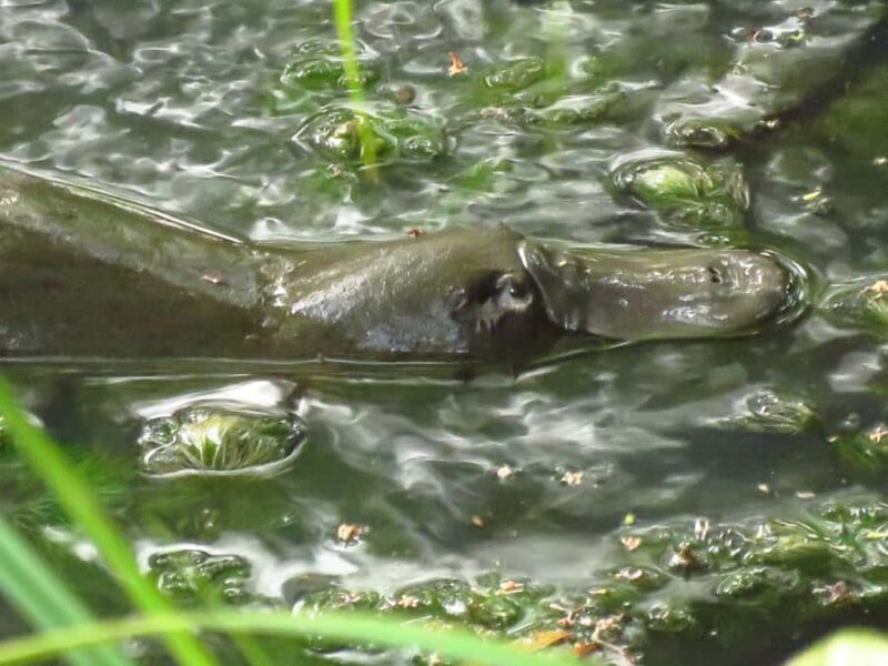 From Byron Bay: Platypus Spotting Walk - Introducing the Byron Bay: Platypus Spotting Walk