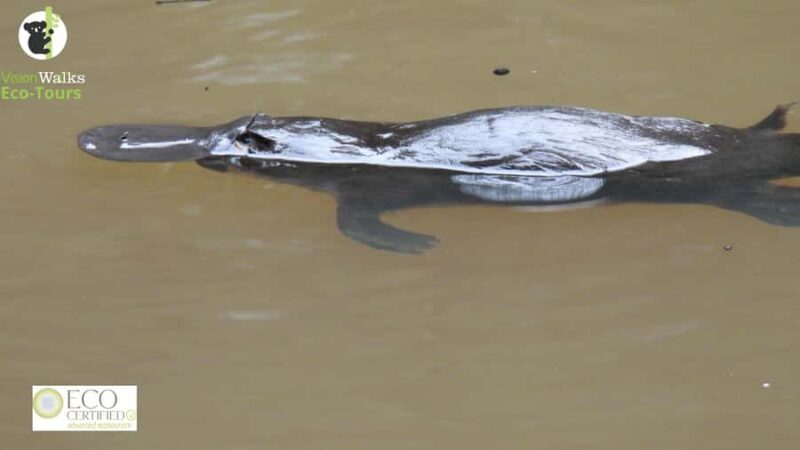 From Byron Bay: Platypus Spotting Walk - Why Travelers Love This Tour