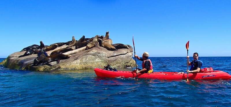 From Cabo: Cabo Pulmo Marine Park Snorkeling and Kayaking - Who Is This Tour For?