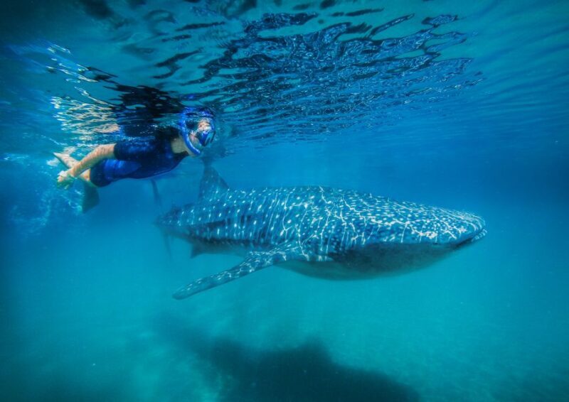 From Cabo: Snorkel with Whale Sharks in La Paz - Key Points