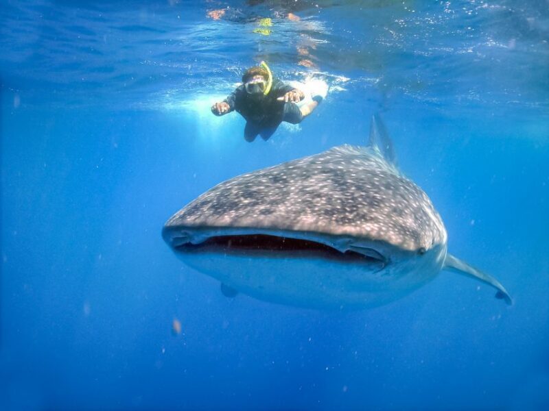From Cabo: Snorkel with Whale Sharks in La Paz - The Journey from Cabo to La Paz