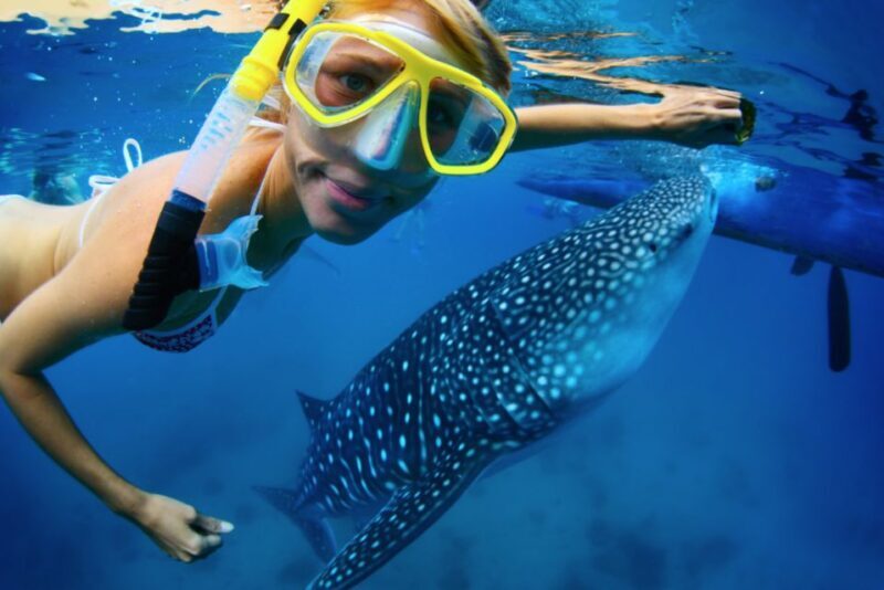From Cabo: Snorkel with Whale Sharks in La Paz - The Snorkeling Experience
