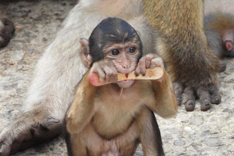 From Cadiz Bay: Gibraltar Day Trip with Rock Tour - The Itinerary: What You Can Expect