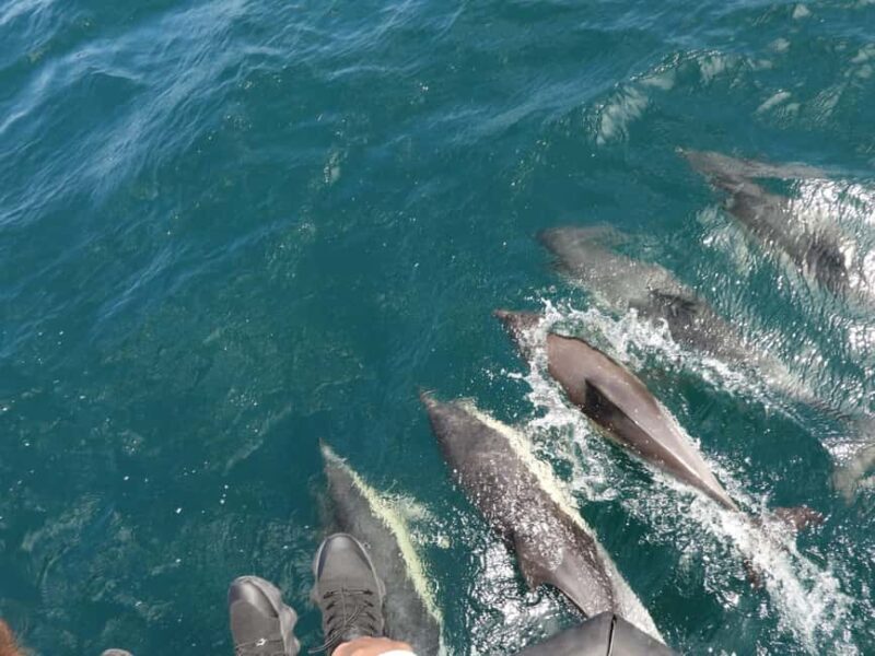 From Cádiz Bay: Tarifa Dolphin Watching Tour - An Honest Look at the Tarifa Dolphin Watching Tour