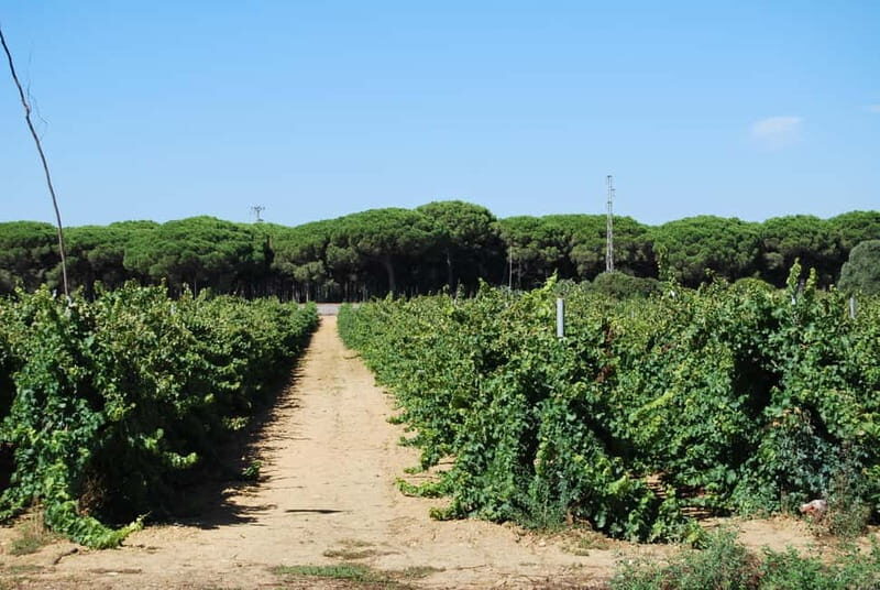 From Cádiz: Chiclana de la Frontera Winery Tour with Lunch - Why We Think This Tour Offers Good Value