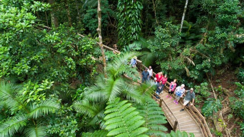 From Cairns: Daintree Rainforest & Cape Tribulation 4WD Tour - Authentic Experiences and What Travelers Say