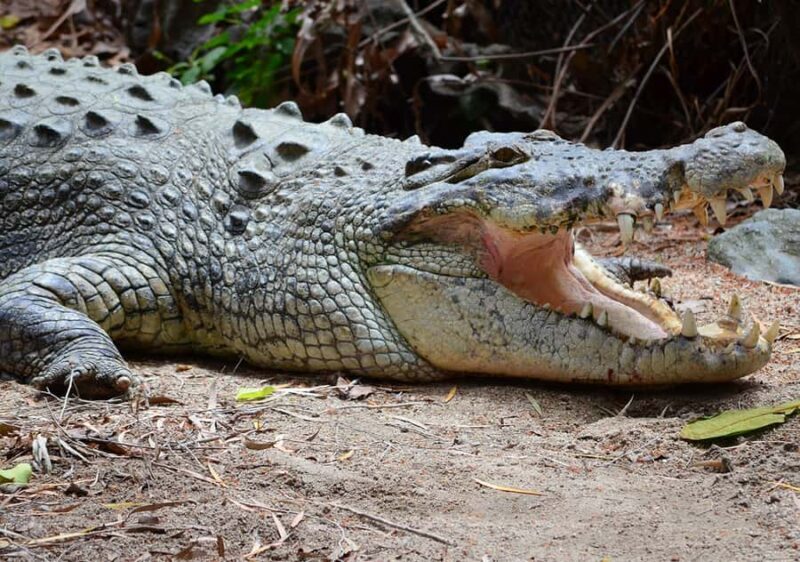 From Cairns: Daintree Wilderness & Cape Tribulation Bus Tour - Final Thoughts