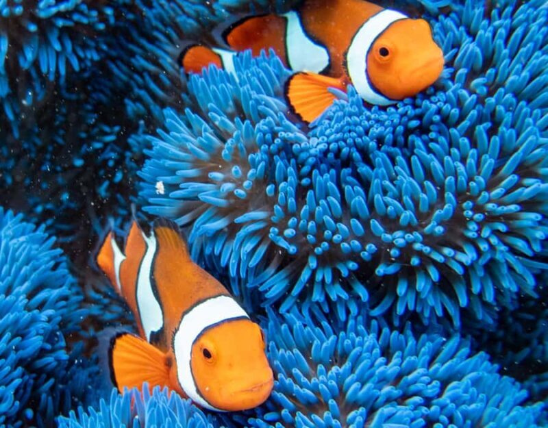 From Cairns: Frankland Islands Express Tour - Suitable for Who?