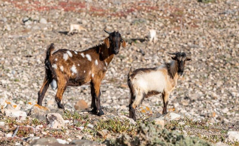 From Caleta de Fuste: Explore Rural Fuerteventura Tour - The Experience from Visitors and Our Insights