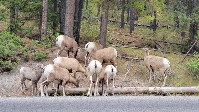 From Calgary to Banff: Day Trip with Wolfdog Sanctuary Visit - Who Will Love This Tour?