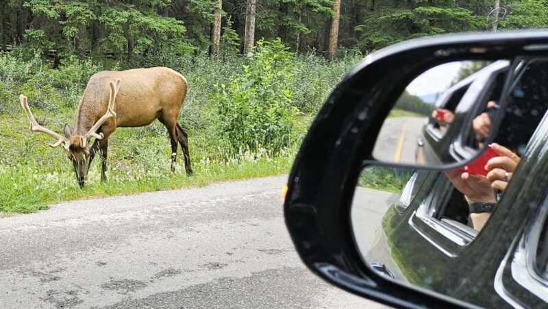 From Calgary to Banff: Day Trip with Wolfdog Sanctuary Visit - The Sum Up