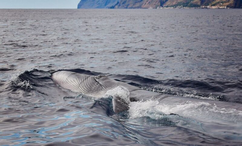From Calheta: Madeira Whale and Dolphin Watching Boat Tour - An In-Depth Look at the Tour Experience