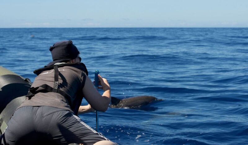 From Calheta: Madeira Whale and Dolphin Watching Boat Tour - The Sum Up