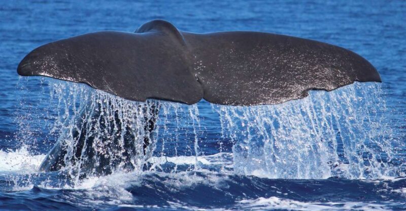 From Calheta: Whale and Dolphin Watching RIB Boat Tour - An In-Depth Look at the Whale and Dolphin RIB Tour