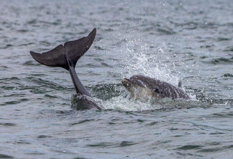 From Can Picafort: Dolphin Watching and Cave Boat Trip - Final Thoughts