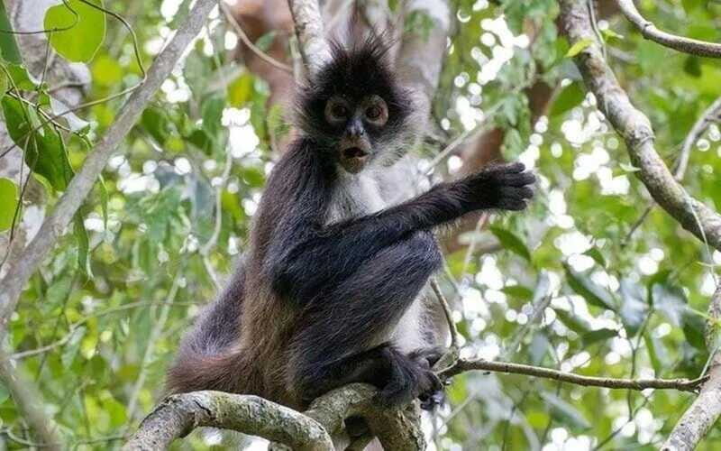 From Cancun: Coba Ruins and Punta Laguna Day Trip - FAQ