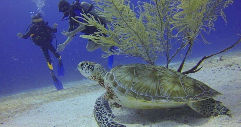 From Cancun: Puerto Morelos Diving Adventure - An In-Depth Look at the Puerto Morelos Diving Adventure