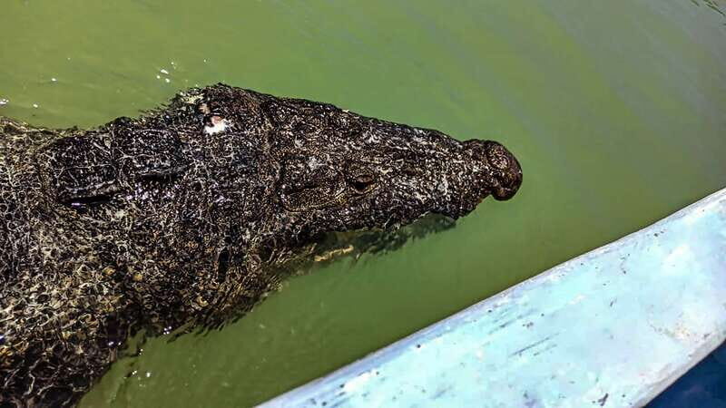 From Cancún: Rio Lagartos & Las Coloradas Day Trip & Lunch - A Deep Dive into What to Expect