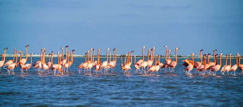 From Cancún: Rio Lagartos & Las Coloradas Day Trip & Lunch - Who Will Love This Tour?