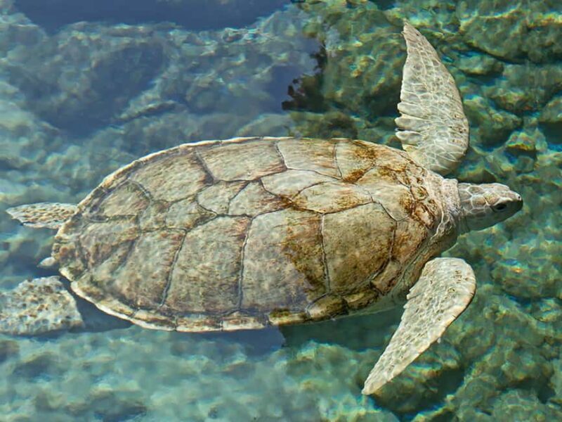 From Cancun: Xcaret Plus Park, the complete experience - What to Expect at Xcaret Park