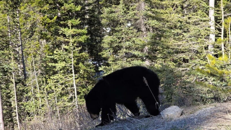 From Canmore/Banff:Moraine Lake & Lake Louise 1.5h per lake - Who Will Love This Tour?