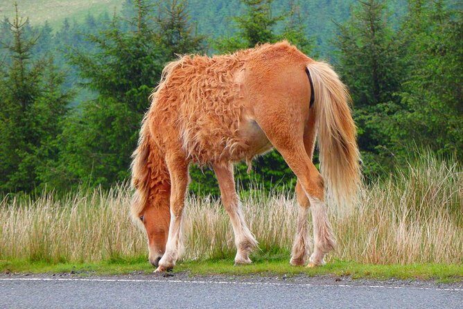 From Cardiff: Three Castles, Welsh Mountains & More Day Tour - Authentic Experiences & Highlights from Guest Feedback