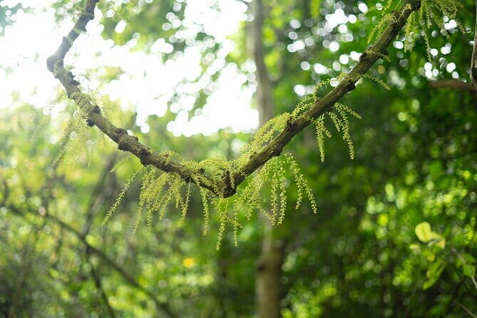 From Catba: Full Day Trekking Cat Ba National Park, Viet Hai - Discovering Cat Ba’s Natural Wonders