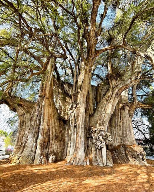 FROM CDMX: Queretaro, Guanajuato, San Luis Potosi, Zacatecas, Guadalajara - Final Thoughts