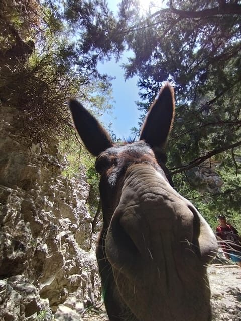 From Chania: Guided Tour to Loutro (Boat tickets Included) - The Sum Up