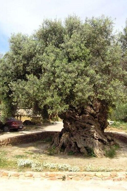 From Chania: Olive Oil, Wine, Cheese & Honey Tasting Tour - Frequently Asked Questions