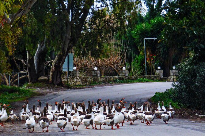 From Chania: Rethymno, Kournas Lake & Olive Oil Tasting Tour - The Practical Side: Transport, Timing, and Overall Value