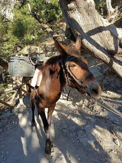 From Chania: Samaria Gorge Hiking Tour Easy Way - Key Points