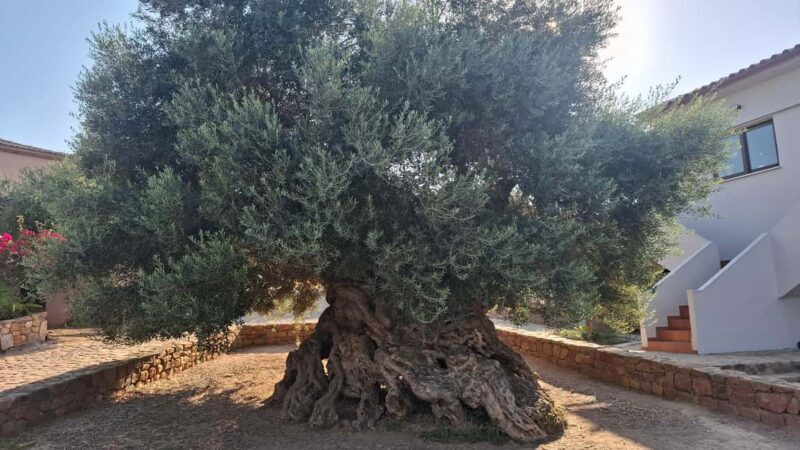 From Chania: Wine, Honey & Olive Oil Private Tour - Key Points