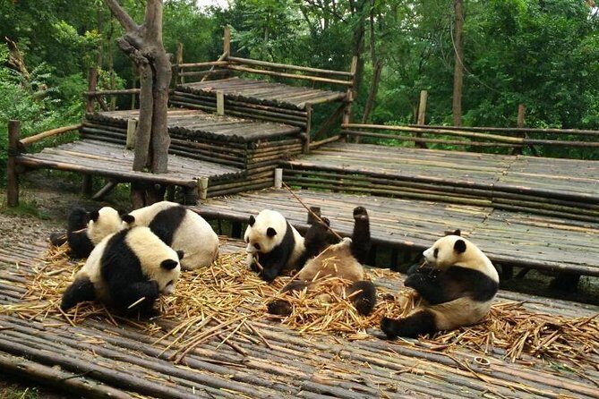 From Chengdu: Panda Base and Giant Buddha in One Day - A Day of Wildlife and Wonder: The Chengdu Panda Base