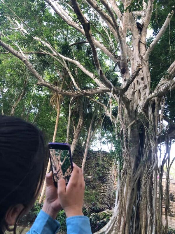 From Chetumal/Bacalar: Chacchoben Mayan Ruins Guided Tour - An In-Depth Look at the Tour Experience