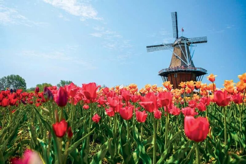 From Chicago:1-Day Windmill Island w/Seasonal Tulip Upgrade - Key Points