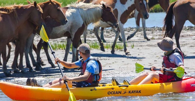 From Chincoteague: Guided Kayak Tour to Assateague Island - Final Thoughts