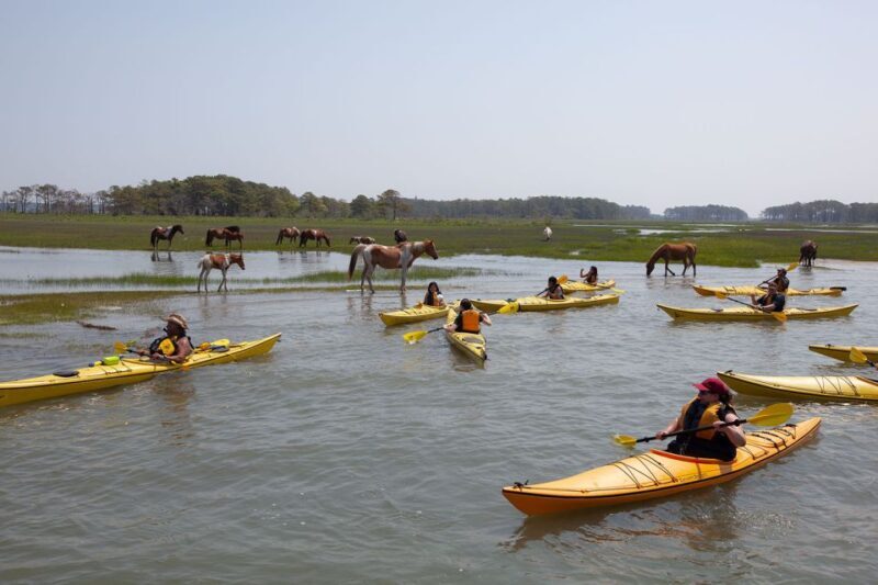 From Chincoteague: Guided Kayak Tour to Assateague Island - FAQ