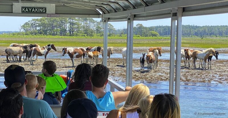 From Chincoteague Island: Assateague Island Boat Tour - An In-Depth Look at the Assateague Island Boat Tour