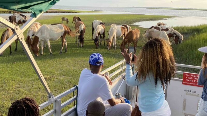 From Chincoteague Island: Assateague Island Boat Tour - Frequently Asked Questions