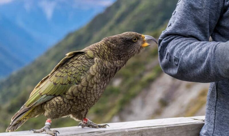 From Christchurch: Arthur's Pass with TranzAlpine & Lunch - Key Points