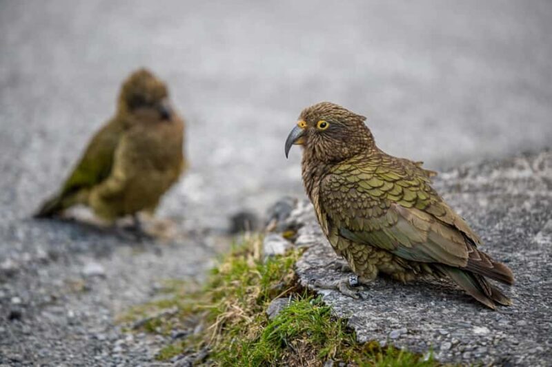 From Christchurch: Arthur's Pass with TranzAlpine & Lunch - Arthur’s Pass Village: Hikes and Charm