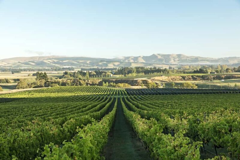From Christchurch: Guided Local Wine Tours in Waipara - The Sum Up