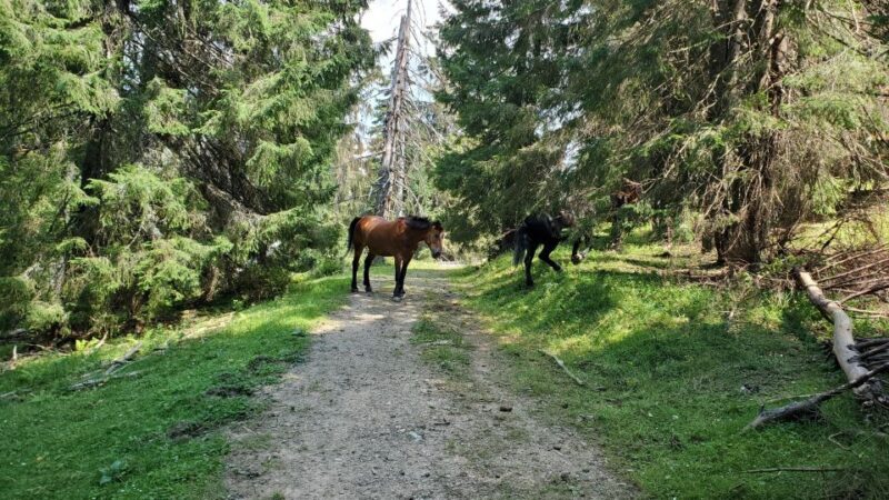 From Cluj-Napoca: Carpathian Mountains Guided Scenic Hike - FAQs