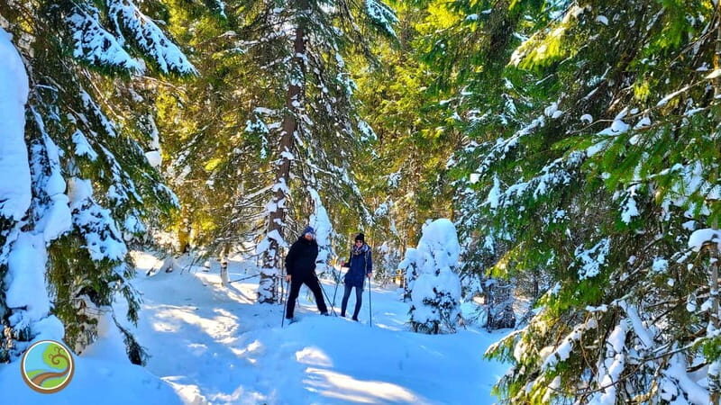 From Cluj: Winter Walking Trip on the Great Mountain - An Authentic Winter Experience in Romania’s Carpathians