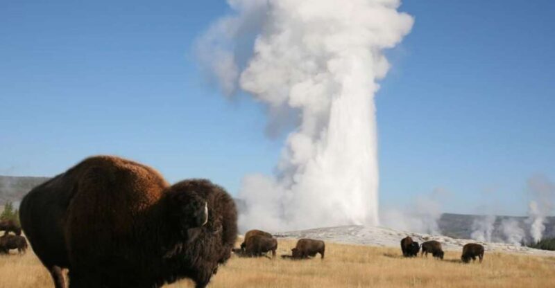 From Cody: Full-Day Yellowstone National Park Tour - Practical Details and Tips