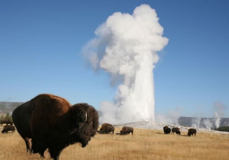 From Cody: Full-Day Yellowstone National Park Tour - Final Thoughts