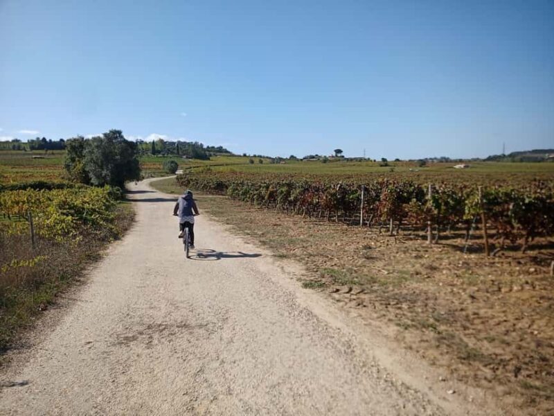 From Coimbra: Cycling in the Vineyards of Bairrada - An In-Depth Look at the Bairrada Cycling Tour