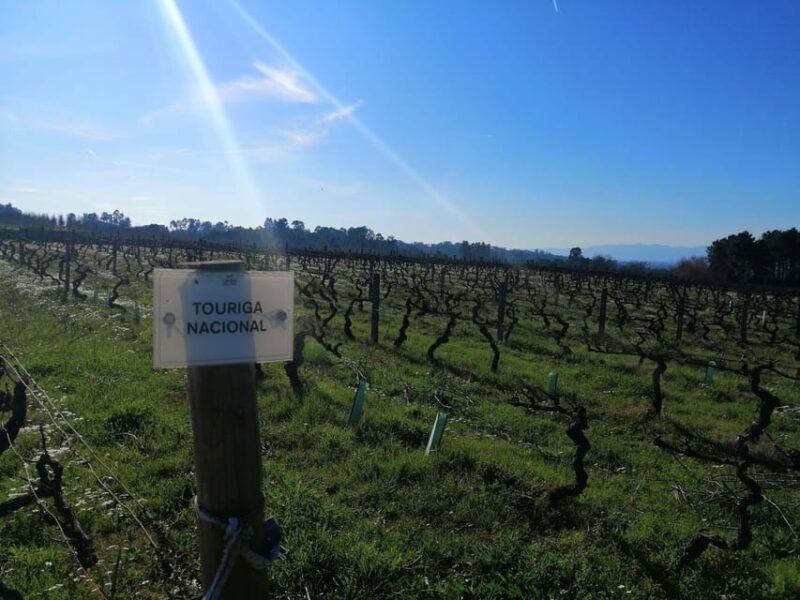 From Coimbra: Dão Wine Route Experience - FAQs