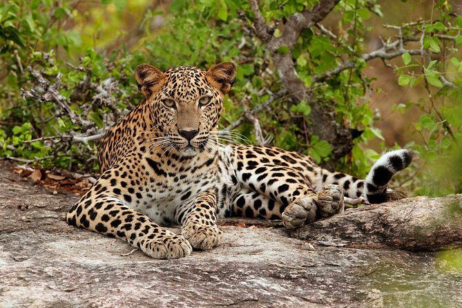 From Colombo: Sigiriya Rock, Dambulla & National park safari - An In-Depth Look at the Tour Experience